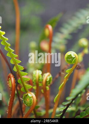 Jeunes frondes de Blechnum spicant (Hard Fern ou Deer Fern) étroitement enroulées se déployant au printemps de près dans un jardin britannique ombragé avec espace de copie Banque D'Images