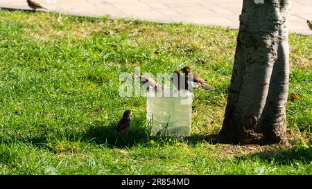 Les oiseaux du Bruant boivent de l'eau à partir d'un contenant en plastique pendant les journées chaudes de l'été. Flou de mouvement inclus Banque D'Images