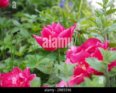 Gros plan de 'Queen Jewell' tulipe rose vif double primeur dans une bordure herbacée luxuriante dans un jardin britannique au printemps Banque D'Images