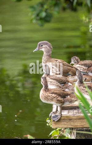 Canetons mandarins sauvages (Aix galericulata) en sortie en famille avec leur mère canard contemplant une baignade dans l'eau. Banque D'Images