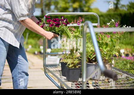 Gros plan d'un client féminin dans l'usine de mise en place Garden Center sur un chariot Banque D'Images