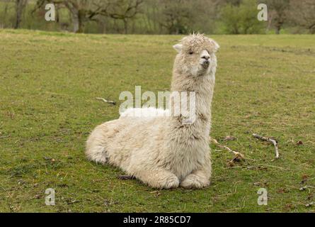 Le lama blanc adulte est couché sur l'herbe dans un champ sous la pluie Banque D'Images