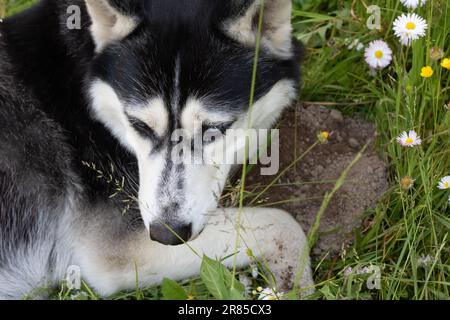 Photo chien Husky couché sur un terrain avec des pâquerettes et regardant vers l'avant Banque D'Images