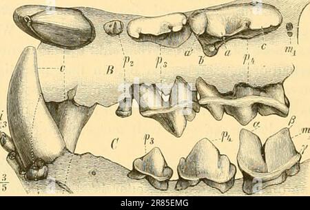 'Elemente der paläontologie bearbeitet' (1890) Banque D'Images