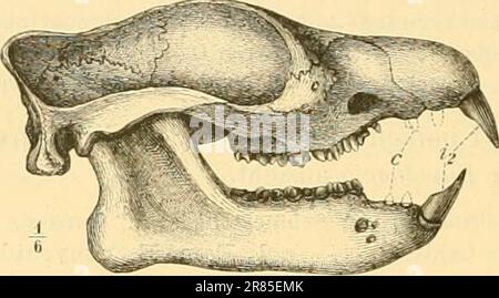 'Elemente der paläontologie bearbeitet' (1890) Banque D'Images