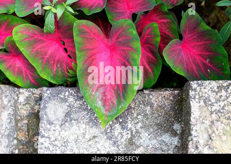 Gros plan d'une plante de coleus, Meghalaya, Inde Banque D'Images