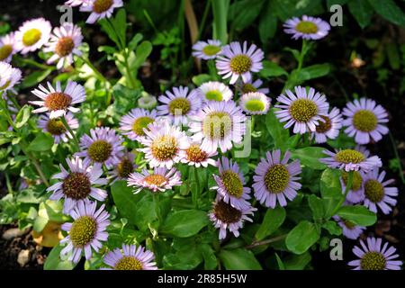 Erigeron glaucus mer Marguerite ÔSea brise MauveÕ en fleur. Banque D'Images