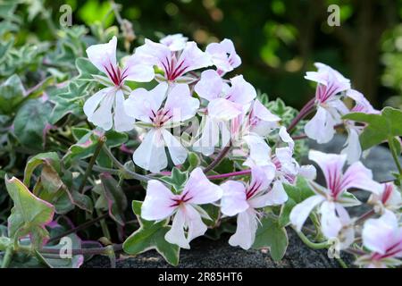 Géraniums de lierre rose et blanc en fleur. Banque D'Images