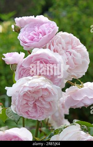 Rosa Olivia Rose Austin en fleur. Banque D'Images