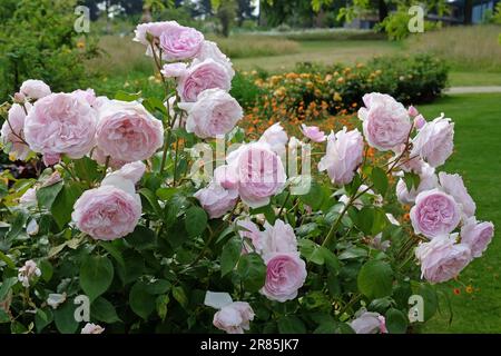 Rosa Olivia Rose Austin en fleur. Banque D'Images