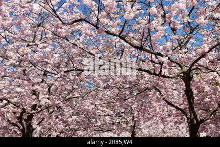 Cerisiers japonais fleuris de fleurs en rose et blanc au printemps en Suède. Banque D'Images