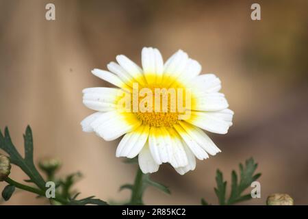 Marguerite couronne ou chrysanthème comestible (Glebionis coronaria) en fleurs : (pix Sanjiv Shukla) Banque D'Images