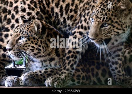 Liberec, République tchèque. 19th juin 2023. Un léopard de Chine du Nord (Panthera pardus) d'un jeune homme d'un an avec maman est vu dans une enceinte extérieure au zoo de Liberec en République tchèque. (Credit image: © Slavek Ruta/ZUMA Press Wire) USAGE ÉDITORIAL SEULEMENT! Non destiné À un usage commercial ! Crédit : ZUMA Press, Inc./Alay Live News Banque D'Images