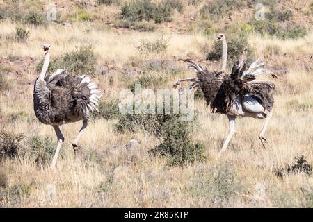 Deux femelles d'Ostriches communes (Struthio camelus) fuyant un mâle dans l'habitat de Karoo Grassveld, en Afrique du Sud Banque D'Images