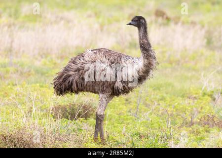 L'émeu (Dromaius novaehollandiae), le deuxième plus grand oiseau sans vol endémique à l'Australie dans les prairies de savane Banque D'Images