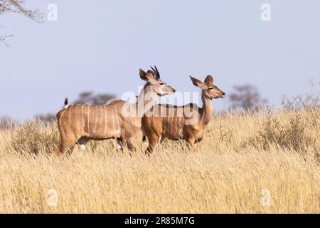 Grand Kudu (Tragelaphus strepsiceros) jeune sous-adulte, vache et taureau, Parc transfrontalier de Kgalagadi, Kalahari, Cap du Nord, Afrique du Sud Banque D'Images