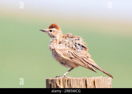 Lark à capuchon rouge (Calandrella cinerea), près de Swellendam, Cap occidental, Afrique du Sud Banque D'Images