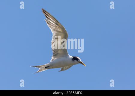 La Sterne véloce ou la plus grande Sterne de Crested (Thalasseus bergii) en vol, estuaire de la rivière Berg, Cap-Occidental, Afrique du Sud Banque D'Images