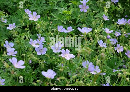 Géranium de Hardy 'nuage bleu' en fleur. Banque D'Images