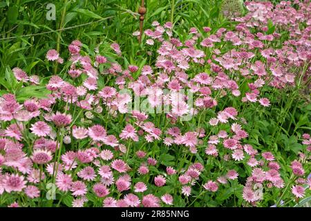 Astrantia rose 'Roma' en fleur. Banque D'Images