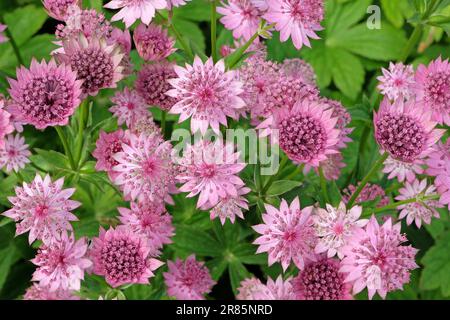 Astrantia rose 'Roma' en fleur. Banque D'Images
