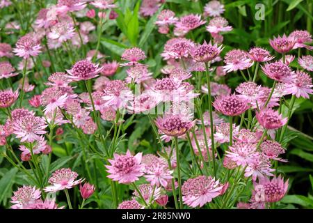 Astrantia rose 'Roma' en fleur. Banque D'Images