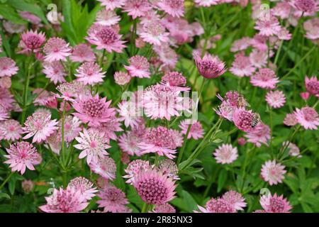 Astrantia rose 'Roma' en fleur. Banque D'Images
