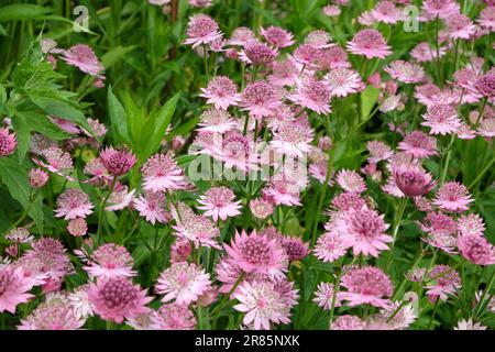 Astrantia rose 'Roma' en fleur. Banque D'Images
