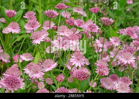 Astrantia rose 'Roma' en fleur. Banque D'Images