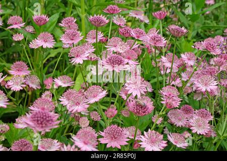 Astrantia rose 'Roma' en fleur. Banque D'Images