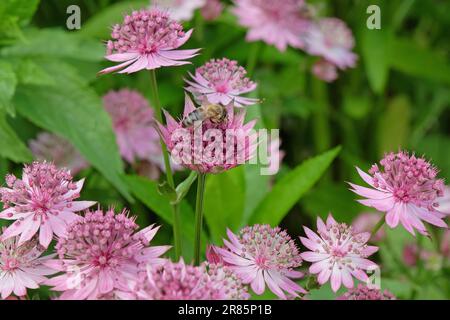 Astrantia rose 'Roma' en fleur. Banque D'Images