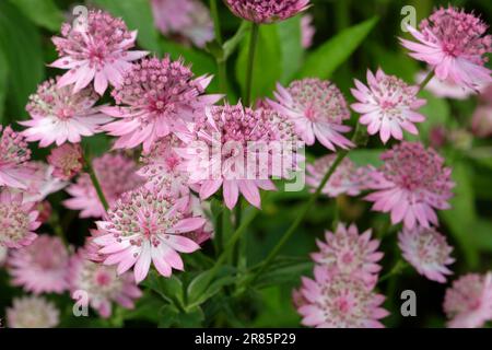 Astrantia rose 'Roma' en fleur. Banque D'Images