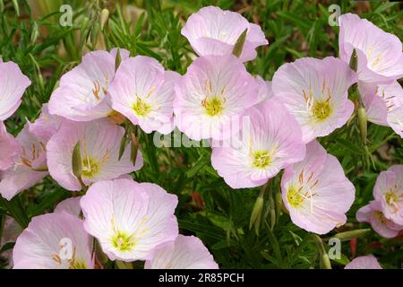 Oenothera speciosa 'iskiyou' en fleur. Banque D'Images