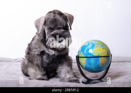 schnauzer miniature assis à côté du globe à la maison. Chien étudiant. Retour à l'école. Concept de voyage et d'éducation. Style de vie Banque D'Images