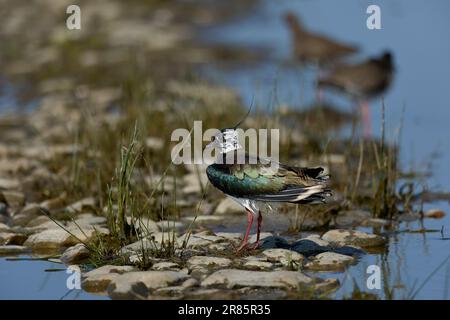 Lapwing après le bain Banque D'Images