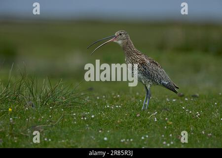 Le curlew appelle le machair Banque D'Images