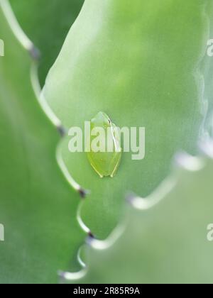 Une grenouille d'arbre verte repose à plat contre la feuille d'un cactus agave et se fond dans son environnement. Banque D'Images