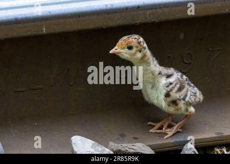 Poult de dinde sauvage Banque D'Images