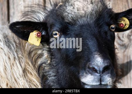 Portrait d'un mouflon allemand noir et blanc en face d'une grange. Banque D'Images