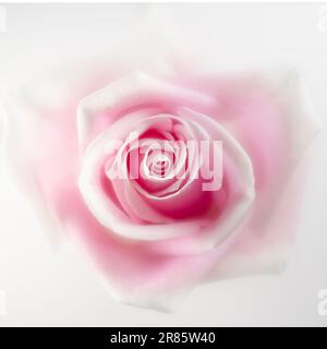 Image de gros plan délicate d'une rose rose sur fond blanc Banque D'Images