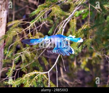 Geai bleu volant avec des ailes étalées et affichant un plumage de plumes de couleur bleue avec un arrière-plan de forêt flou dans son environnement et son habitat. Portrait de Jay. Banque D'Images