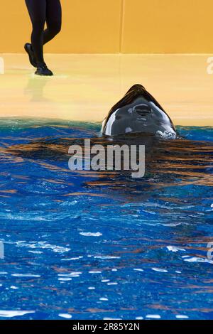 Orca sur son dos avec sa tête hors de l'eau, et les jambes d'un plongeur dans le haut à gauche avec plus de la moitié d'une photo de l'eau bleue dans son bas Banque D'Images