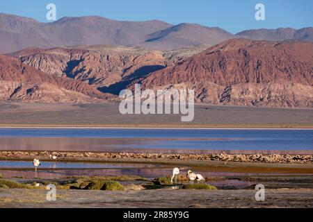 Flamants roses à la Laguna Carachi Pampa colorée dans les hautes terres désertes du nord de l'Argentine - voyager et explorer la Puna Banque D'Images