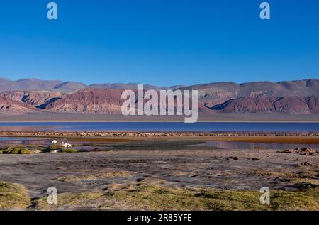 Laguna Carachi Pampa colorée dans les hautes terres désertes du nord de l'Argentine - voyager et explorer la Puna Banque D'Images