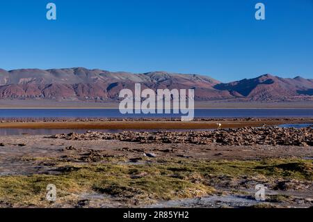 Laguna Carachi Pampa colorée dans les hautes terres désertes du nord de l'Argentine - voyager et explorer la Puna Banque D'Images