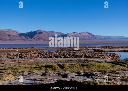 Laguna Carachi Pampa colorée dans les hautes terres désertes du nord de l'Argentine - voyager et explorer la Puna Banque D'Images