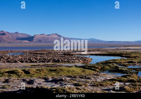 Laguna Carachi Pampa colorée dans les hautes terres désertes du nord de l'Argentine - voyager et explorer la Puna Banque D'Images