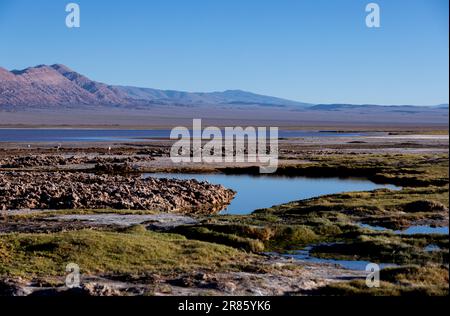 Laguna Carachi Pampa colorée dans les hautes terres désertes du nord de l'Argentine - voyager et explorer la Puna Banque D'Images