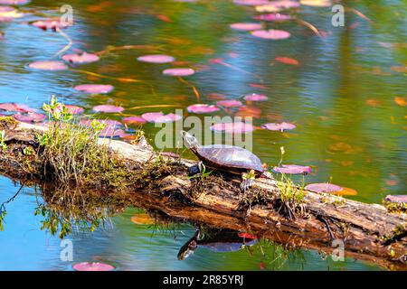Tortue peinte reposant sur une bûche dans l'étang avec de la mousse de nénuphars et montrant sa carapace, sa tête, ses pattes dans son environnement et son habitat. Banque D'Images