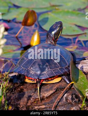 Vue arrière en gros plan de la tortue peinte, reposant sur une bûche de mousse dans l'étang avec des coussins de nénuphars et montrant sa carapace, sa tête, ses pattes. Banque D'Images